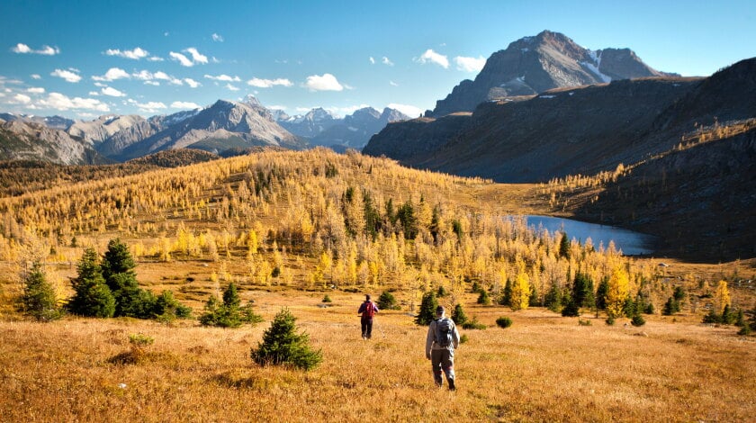 Hikers walking through golden larch forest with mountain peaks and alpine lake in autumn